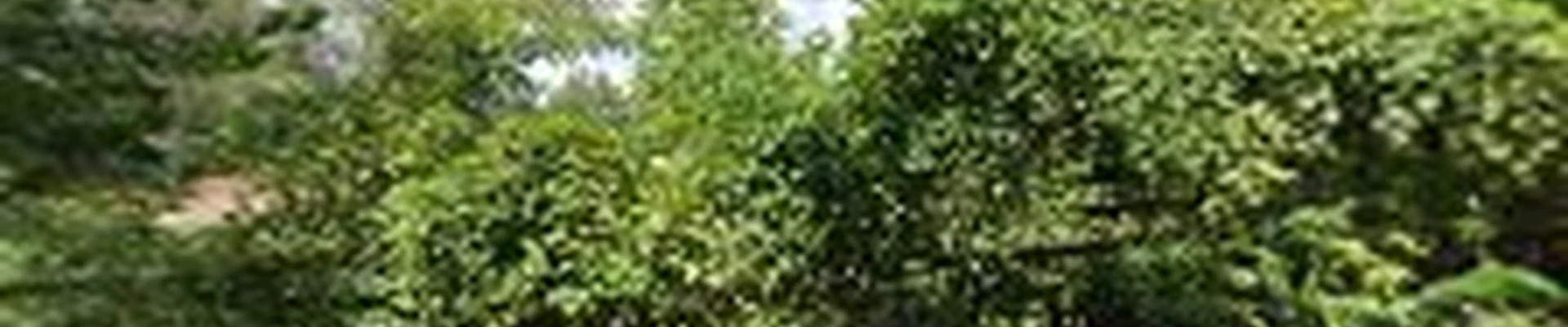 L & S Tree Service
