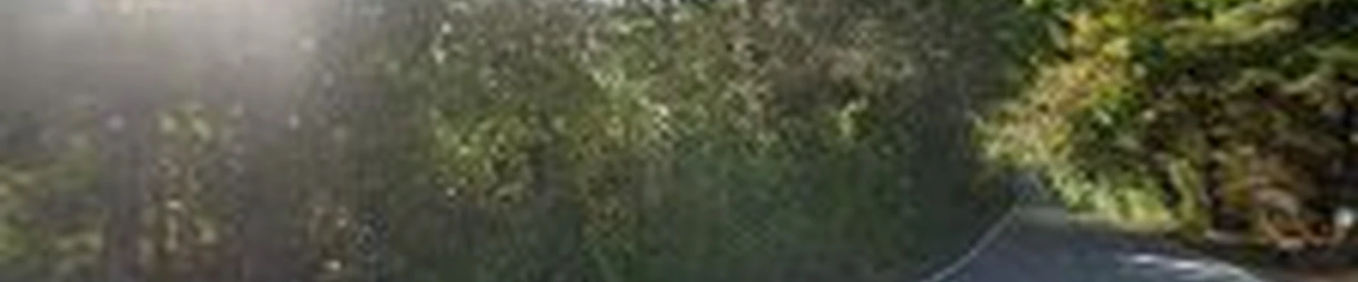 Express Tree Service
