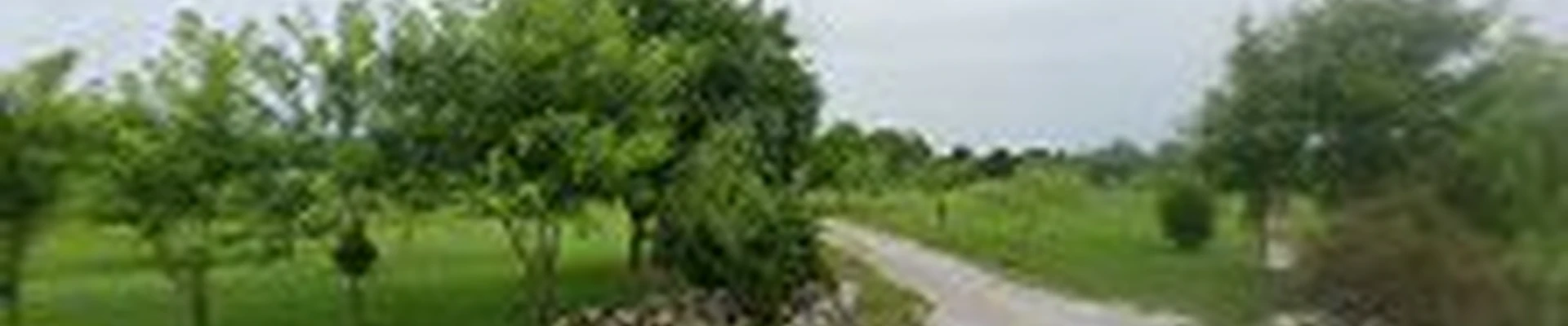 Patriot Tree Service, LLC