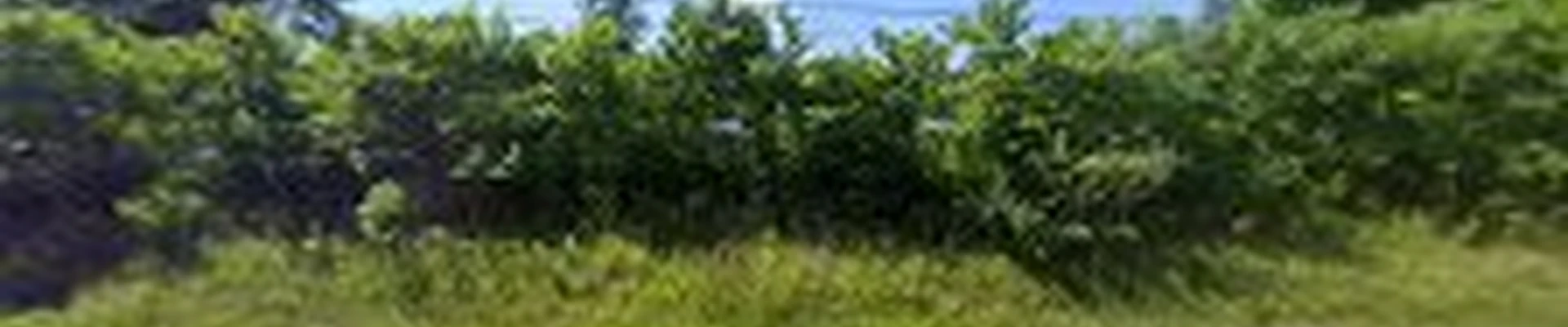 B.C. Trees LLC