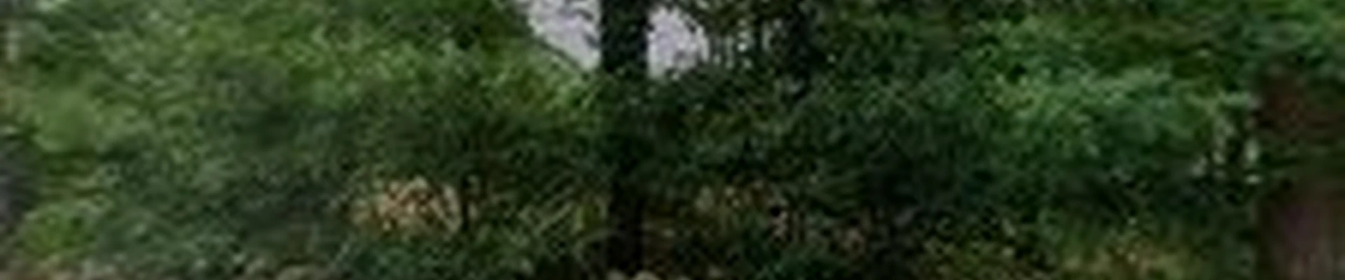 Todd Cambra Certified Arborist