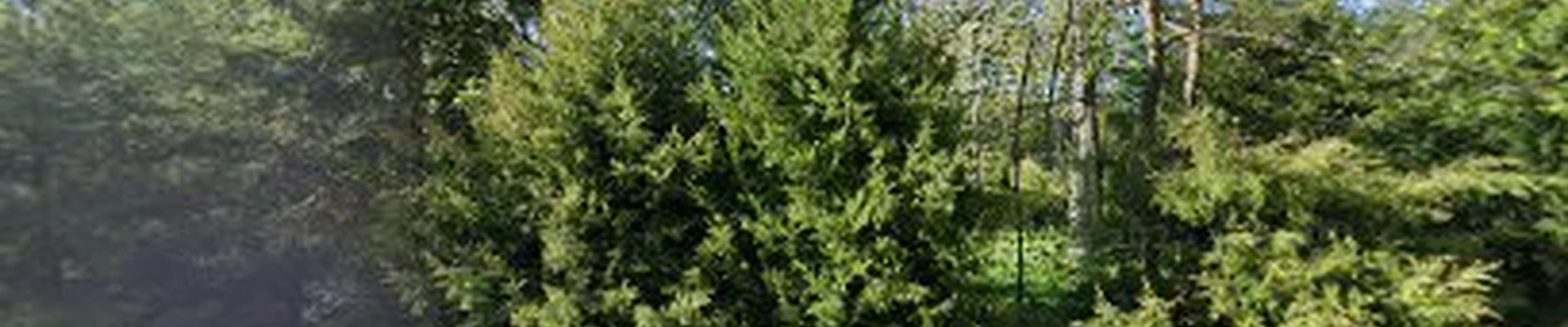 Kaminski Tree Service LLC
