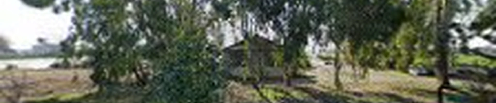 A Clean Cut Tree Service