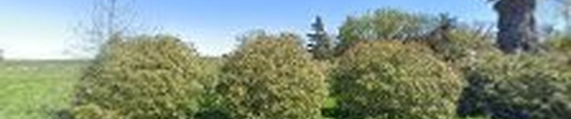 Delta Tree Services