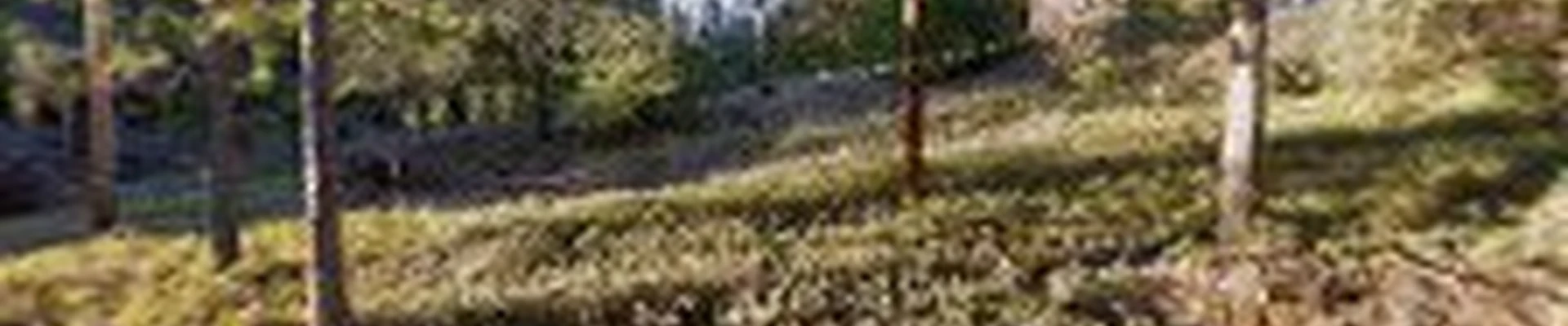 Tree Service Foresthill.