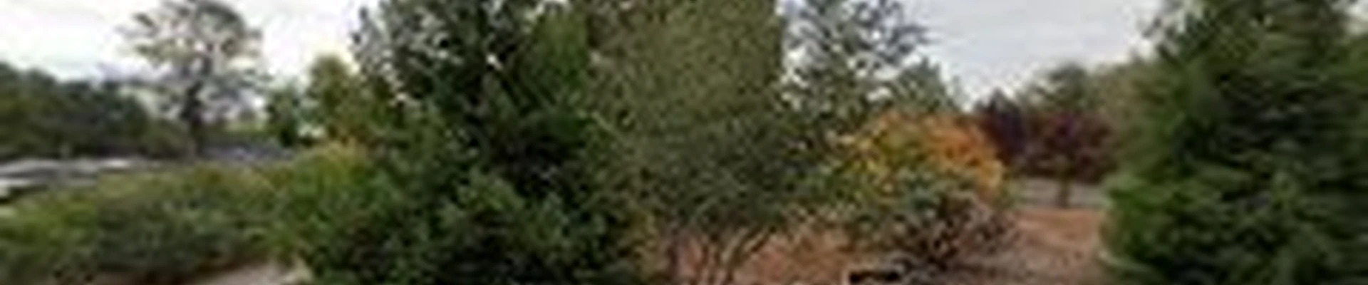 All In One Tree Service