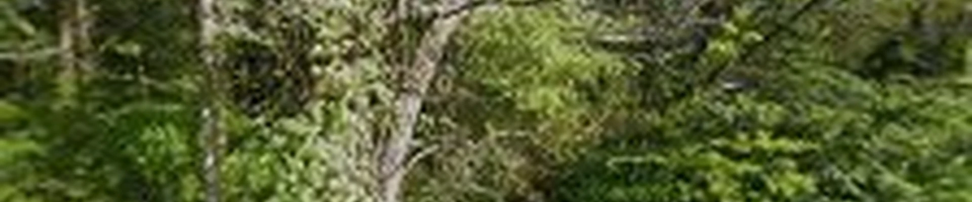 Your tree expert
