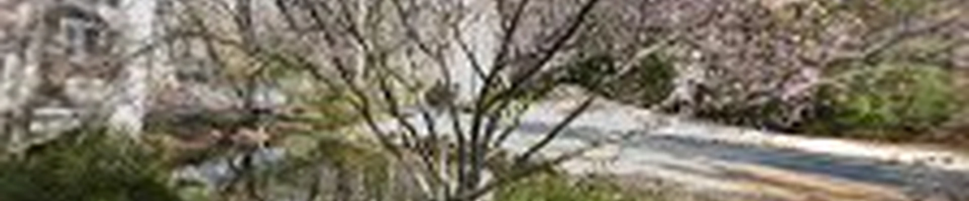 Southern Tree Pros