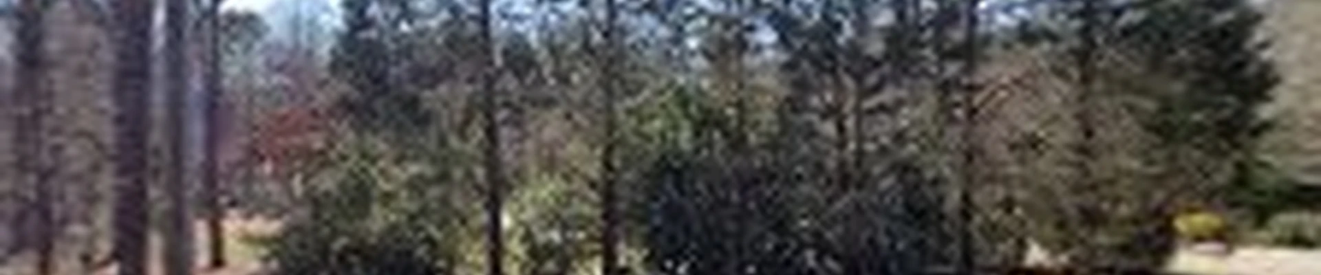 Antonio's Tree Experts LLC