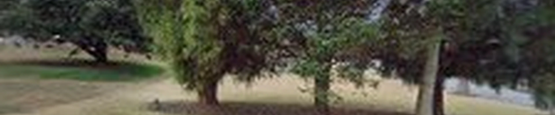 MGO Tree Services, LLC