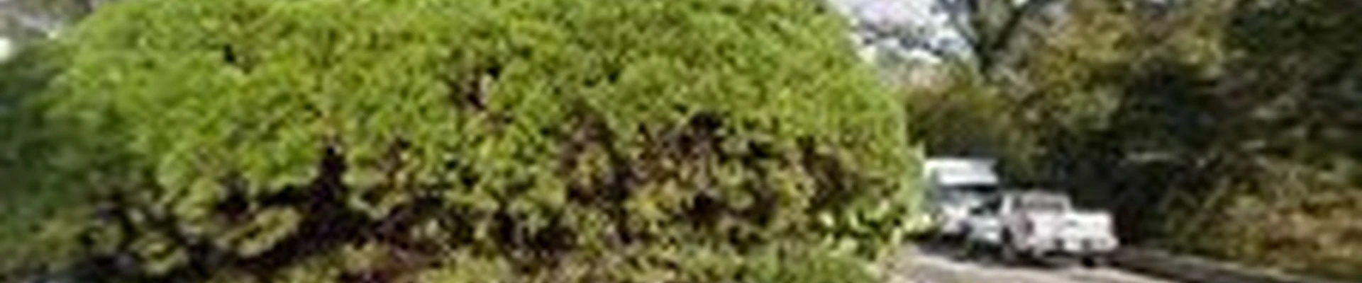 David Tree Service LLC
