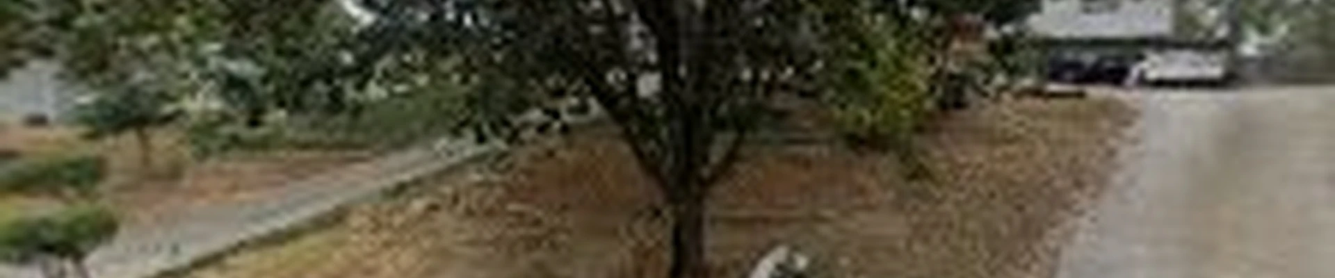 Norcross Tree Services