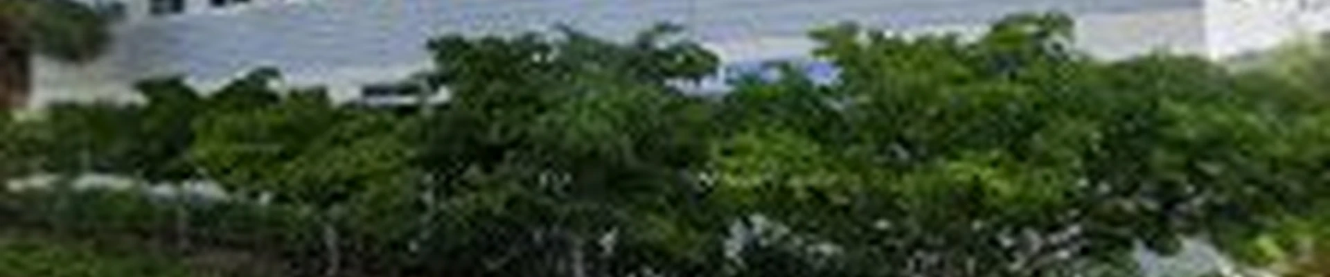 Bocatree.com