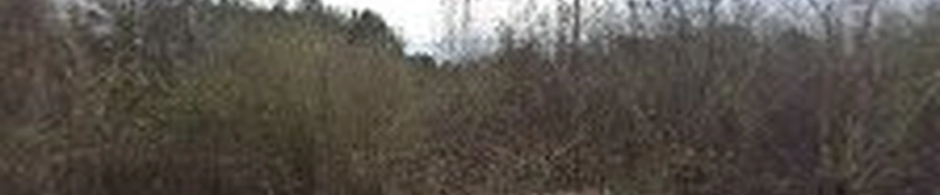 Town & Country Tree Services Inc