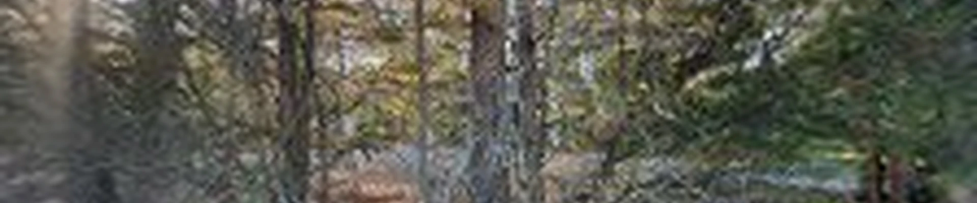 Wright's Tree Service