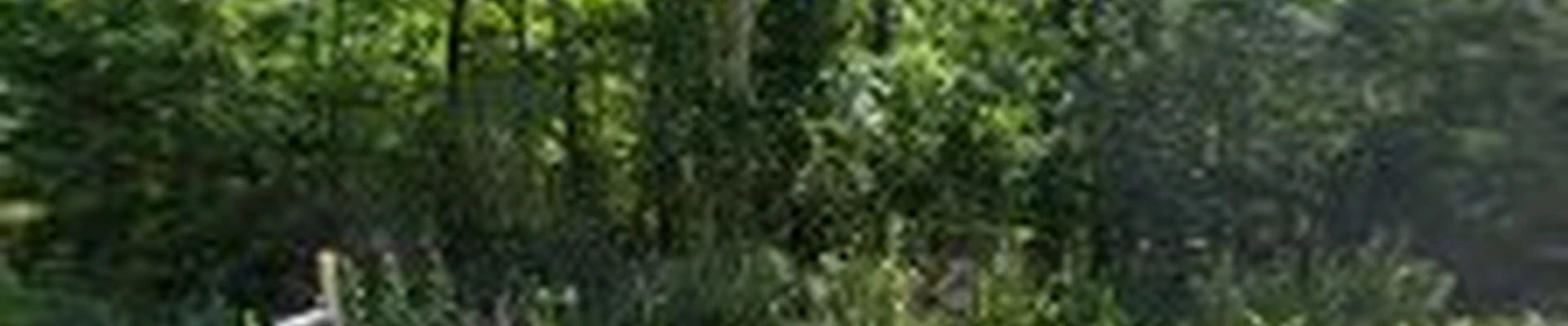Lubbers & Sons Tree Care