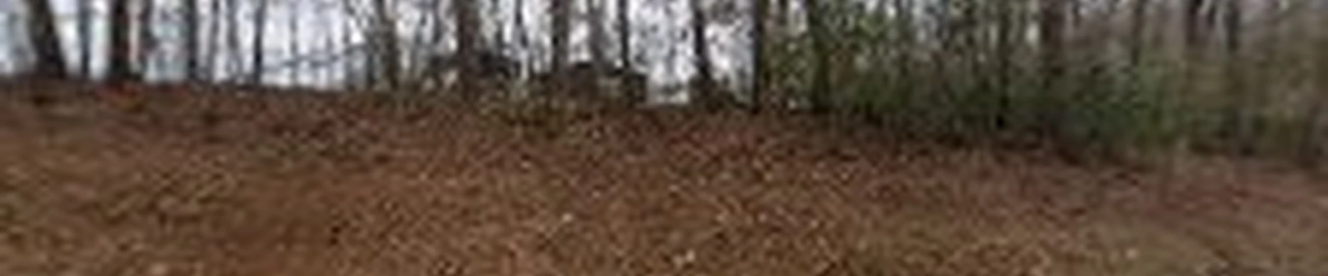 Elite Arborist Tree Pros