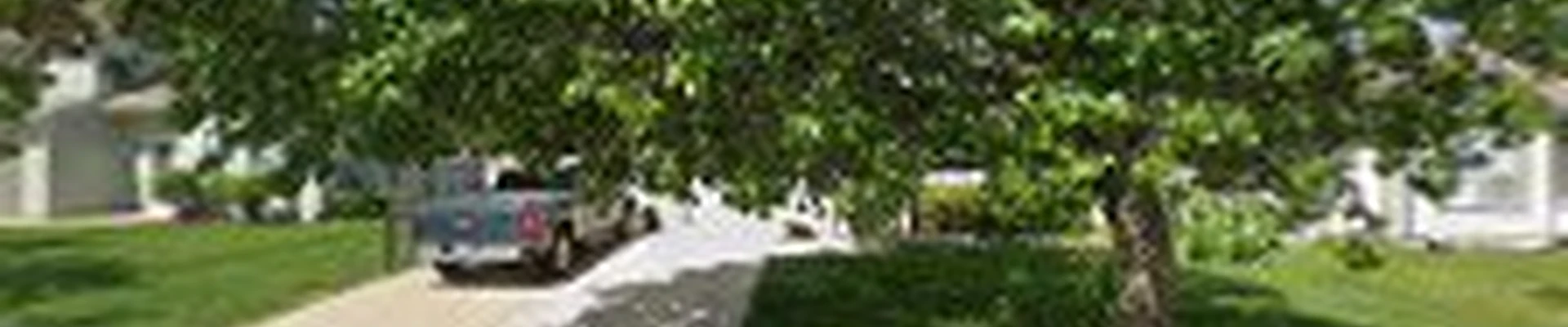 Frew's Tree Care