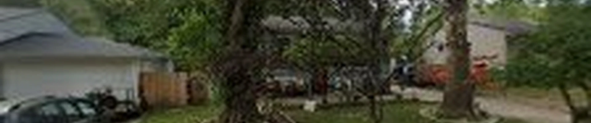 Our Backyard Lawn and Tree