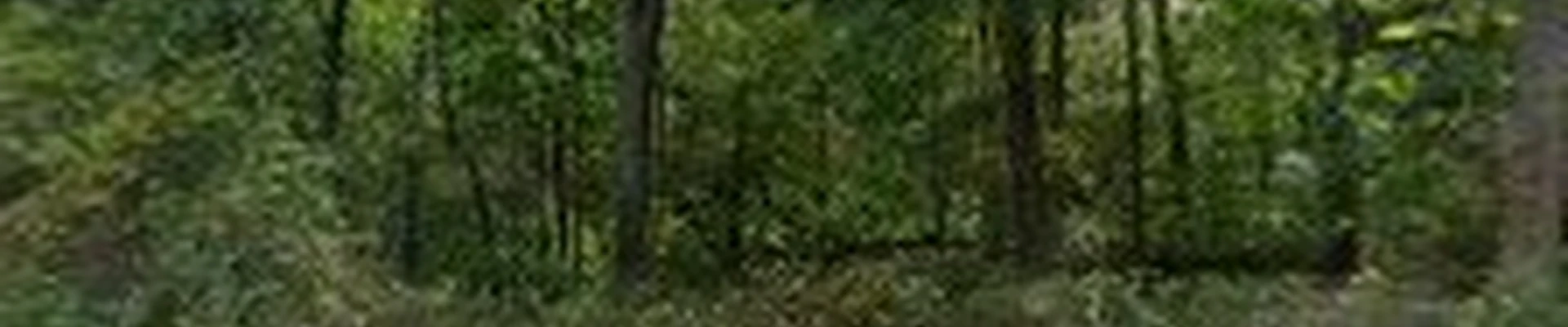 RKD Tree Services