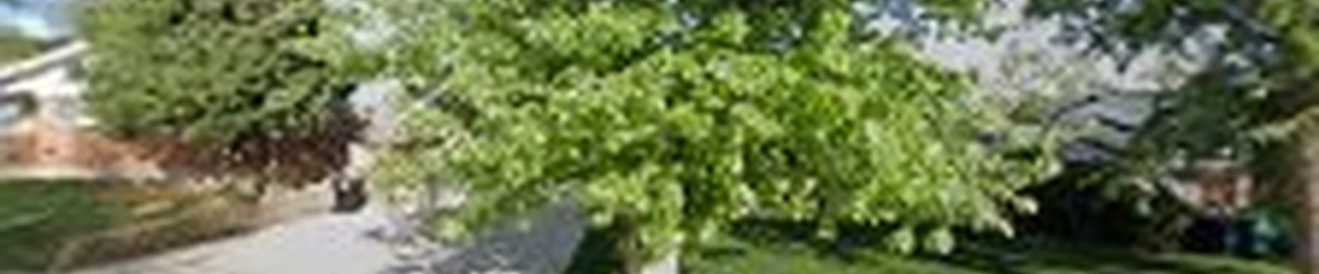 Abes Tree Expert LLC