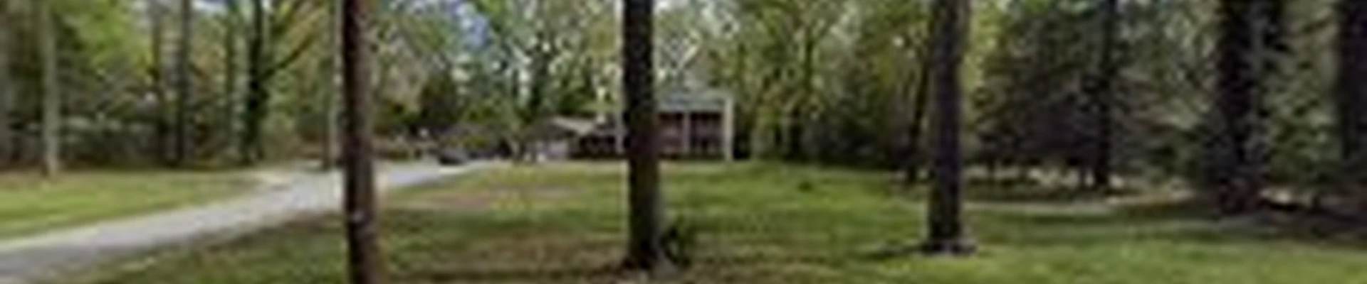 Trees & More
