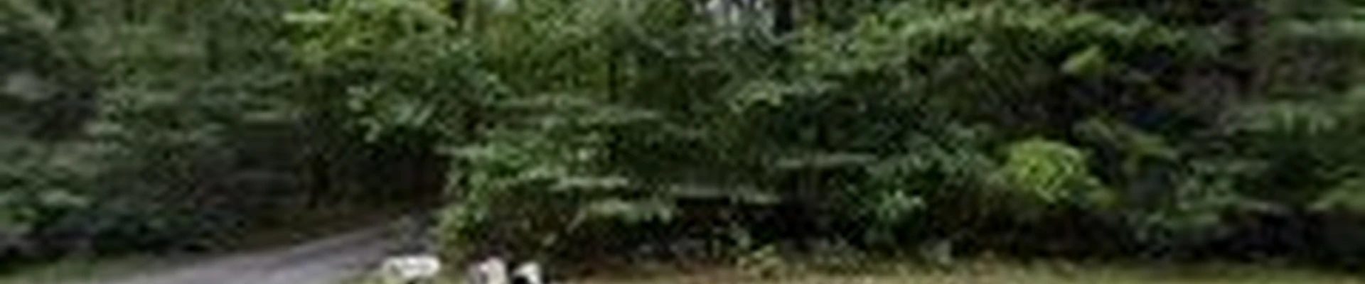 Smokey’s Tree & Electrical Services