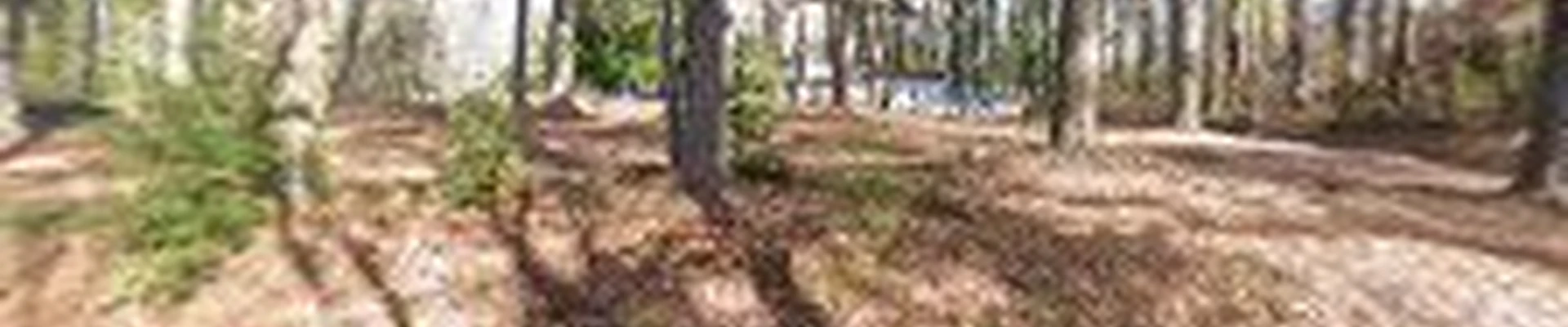 Northern Neck Arborist