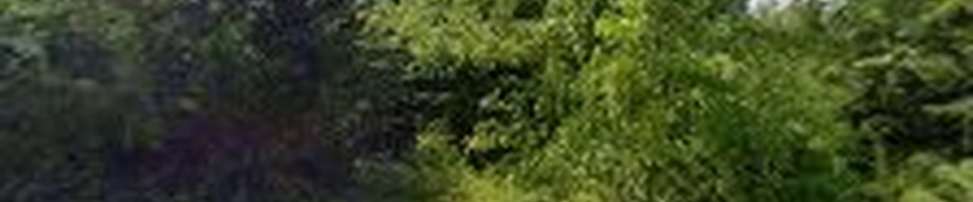 Paterson Tree Service