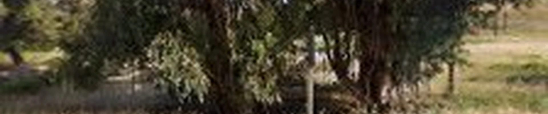 A Plus Tree, LLC