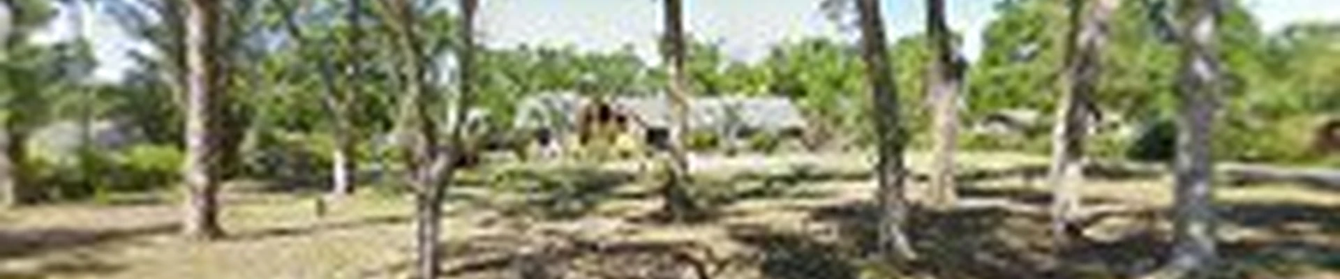 Southern Roots Tree and Landscape