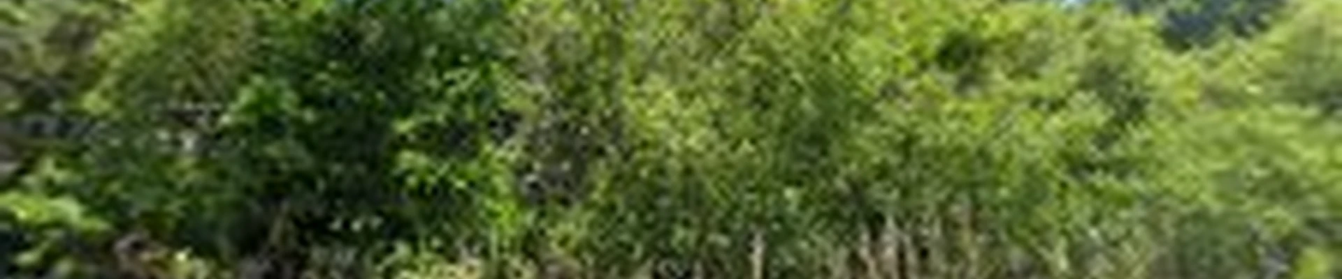 ATL Tree Service