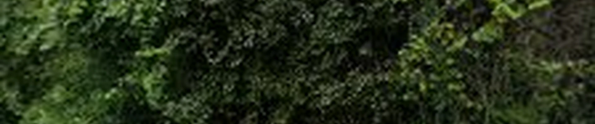 K and T Tree Service