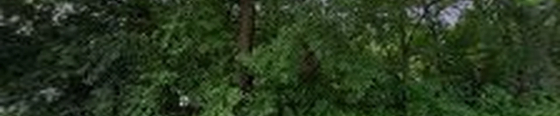 1-800-CUT-TREE Tree Care