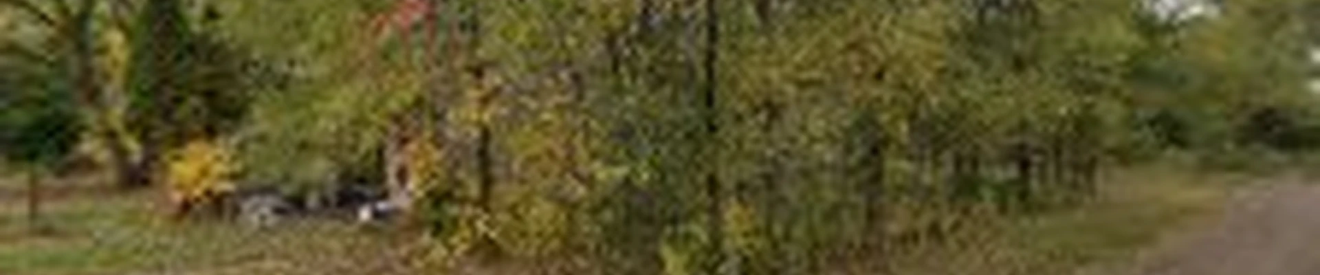 Born2trim Tree Service
