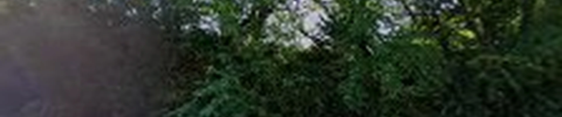 Bevan's Tree Service