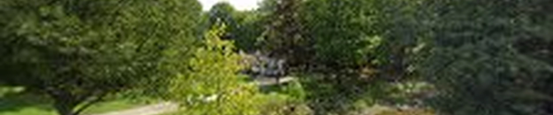 Dave's Tree & Stump Removal LLC