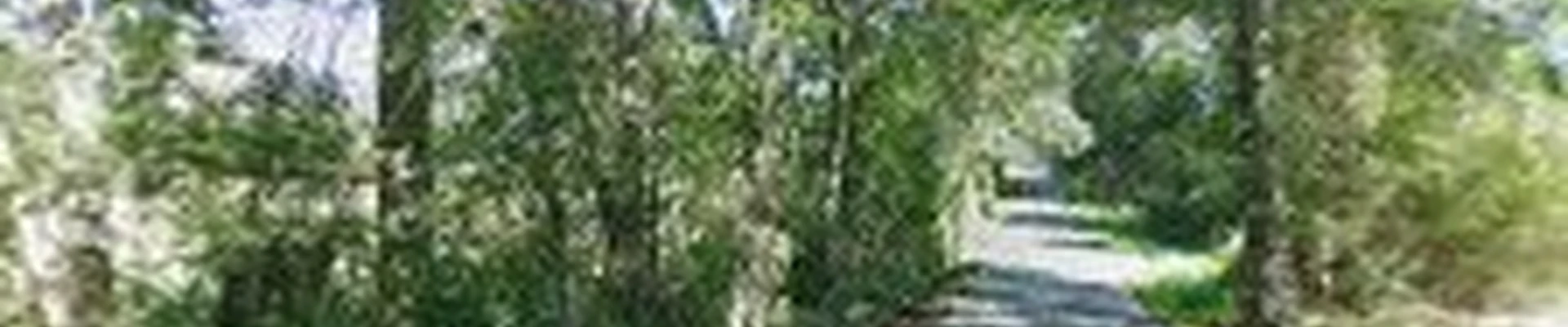 Lagniappe Tree Works