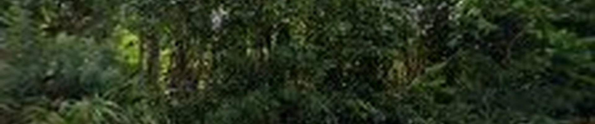 JM Island Tree Service