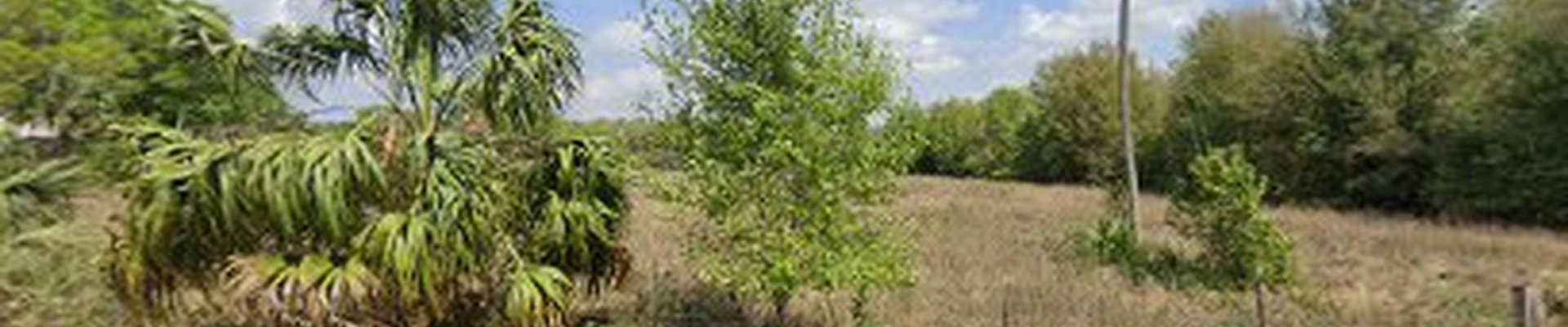 Florida Brush Cutter Tree Service Geneva