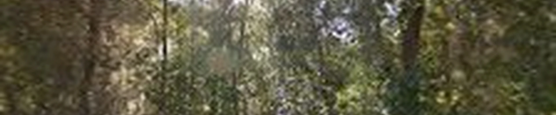 Fricke's Tree Service