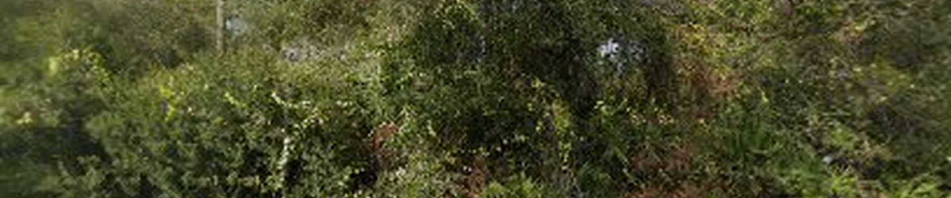 A To Z Tree Surgeons