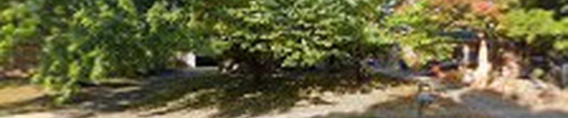 Lexington Tree Service Pros
