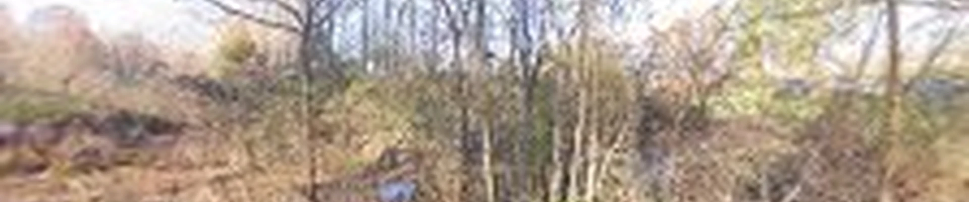 Professional Tree Services