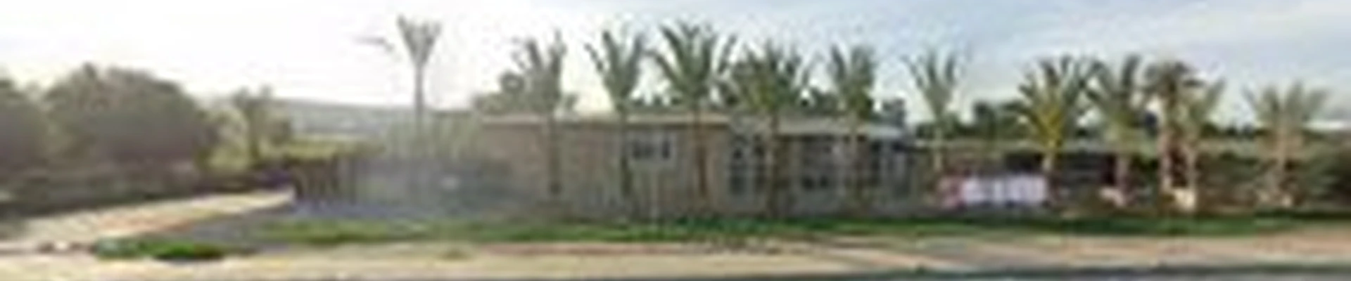 Whole Sale Desert Palm | Medjool Date Palm Tree For Sale