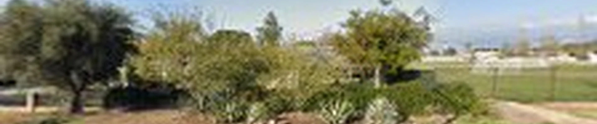 Cambium Tree Experts
