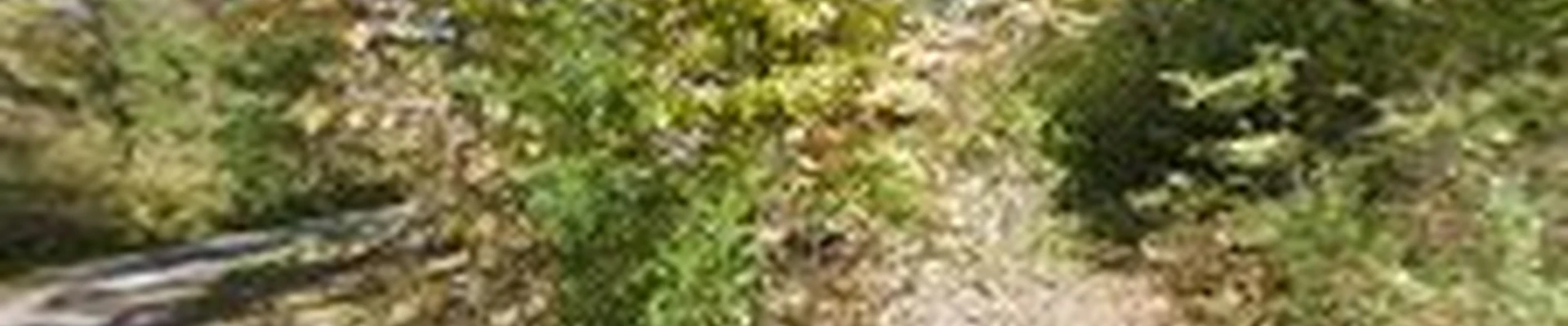 Cincinnati Arbor Services