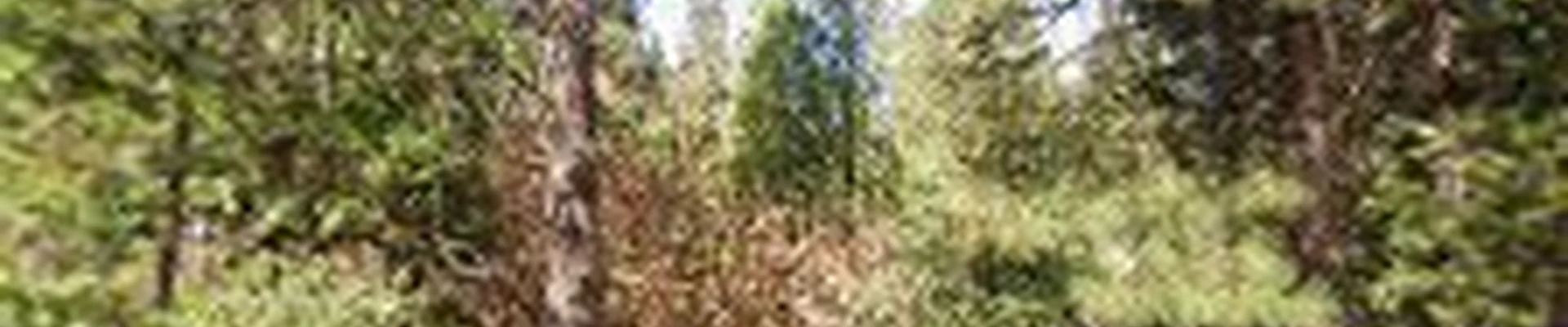 Proper Pruning Service