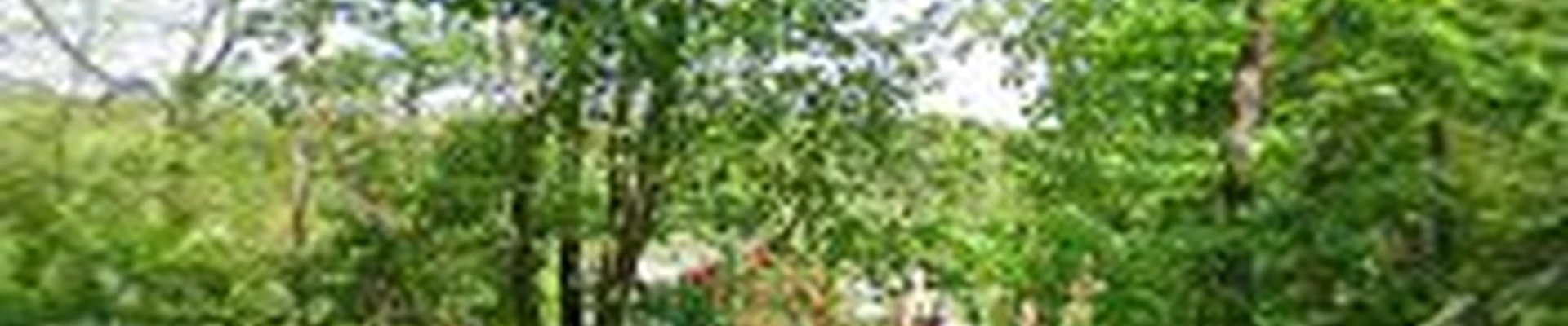 Sidelines Tree Service LLC