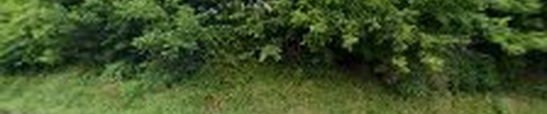 Precision Land & Tree LLC